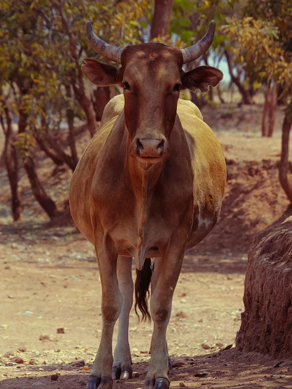 Ganadería Vacuno Calidad Hernández