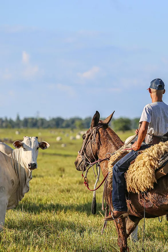 Sobre nosotros Productores Ganadería Vacuno Hernández